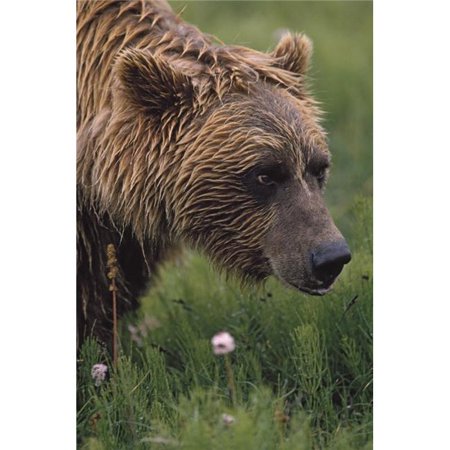 UPC 739608744114 product image for Grizzly Bear Wet From Rain Poster Print, 12 x 19 | upcitemdb.com