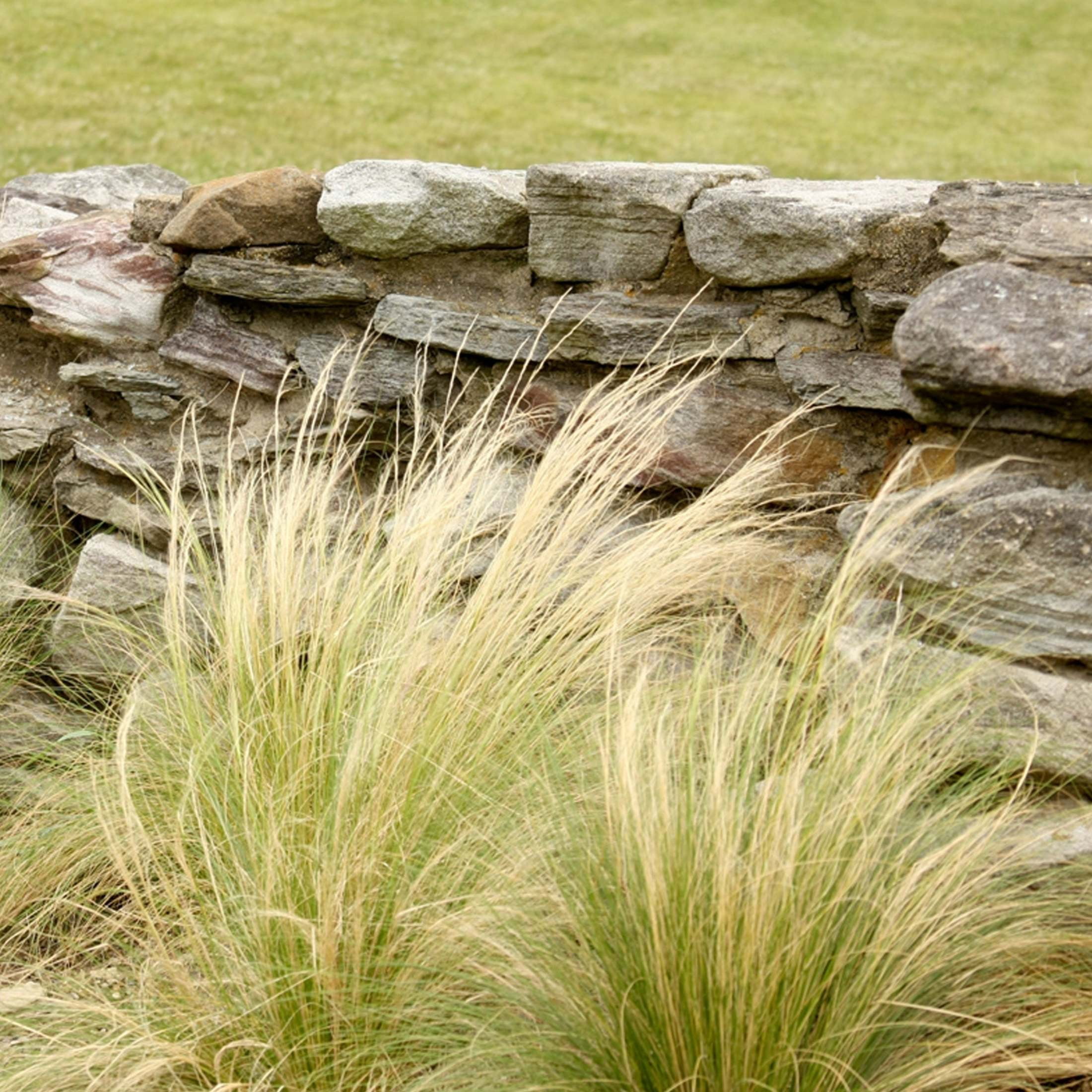 Proven Winners 5" Mexican Feather Grass Mexican Feather Grass Live Plant in 4.5" Pot (4 Count)