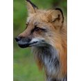 thumbnail image 2 of Jaynes Gallery 17x24 Gold Ornate Wood Framed with Double Matting Museum Art Print Titled - Montana Red fox close-up in controlled environment, 2 of 4