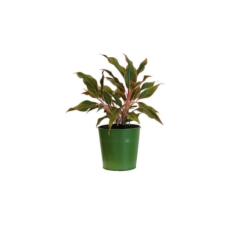 United Nursery Aglaonema Siam Aurora Plant Live Indoor Houseplant in Pastel Green Tin Pot Ships 14-17 inches