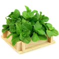 thumbnail image 3 of Fresh Common Mint Live Plant in 3.5 Inch Pot, Mint Herb Live Plant for Indoor Outdoor Growing, Spring Planting, 3 of 5
