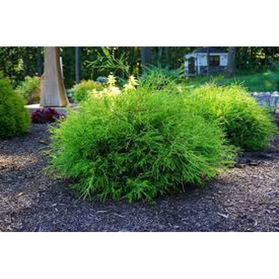 RedCrocus Gold Mop False Cypress Live Plant - Chamaecyparis pisifera 'Gold Mop' Threadleaf Evergreen Shrub, Golden Foliage, Low Maintenance Landscape  1 Gallon Nursery Pot