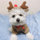thumbnail image 3 of Lindo disfraz para mascota, sudadera con capucha, mono suave, abrigo de felpa, accesorios para mascotas al aire libre, moda Alce XXL, 3 of 8
