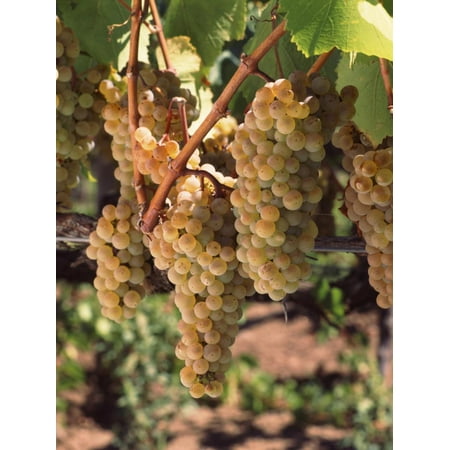 Carneros Chardonnay - Chardonnay Grapes in Vineyard, Carneros Region, California, USA Print Wall Art
