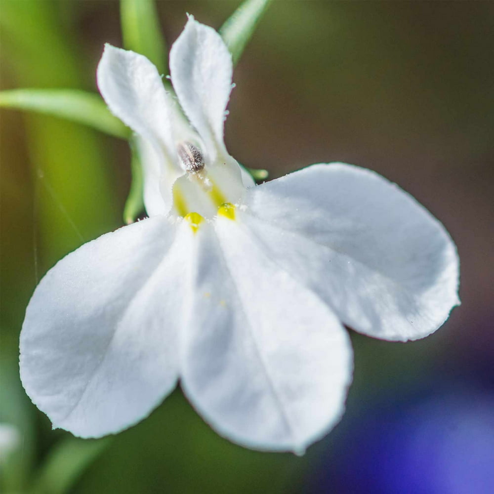 Lobelia Flower Garden Seeds Palace Series, White 1000 Seeds Upright, Annual Flower