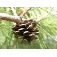 thumbnail image 2 of 10 RED Japanese PINE TREE Korean Pinus Densiflora Evergreen Seeds, 2 of 4