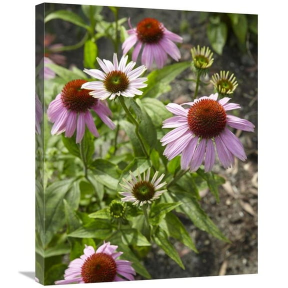22 x 28 in. Coneflower Flowers Art Print - Visionspictures
