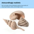thumbnail image 6 of biOrb Natural Seashell Set - Aquarium Decor, 6 of 10