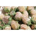 thumbnail image 4 of 110 seeds| White Strawberry Seeds- Authentic Seeds ~ GMO Free ~ Seeds~Flower seeds~ Vegetable seeds~ Asian Garden~ Flowers~ Herbs B5G1, 4 of 5