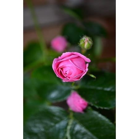 Pink Rose Bud Print - LAMINATED POSTER Close-up Plant Bud Rose Nature Flower Pink Poster Print 24 x 36
