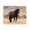 Majestic Brown Wild Horse, variant on Stupell Industries Southwestern Longhorn Cattle Grazing Scenic Countryside Landscape Black Framed Giclee Art, 14 x 11, by Marcus Prime