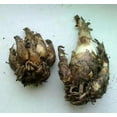 Tuberose Bulbs For Planting Tuberose Bulbs Tuberose Flower Plant