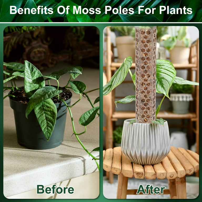 2 Pack Moss Pole, 28 Inch Bendable Moss Pole for Plants Monstera, Moss  Poles for Climbing Plants Indoor, Coir Plant Pole Sticks Support Stakes for
