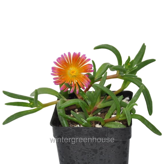 Delosperma Hybrid, Ocean Sunset Orange Glow, Ice Plant - Pot Size: 3" (2.6x3.5") - Flowers, House Plants