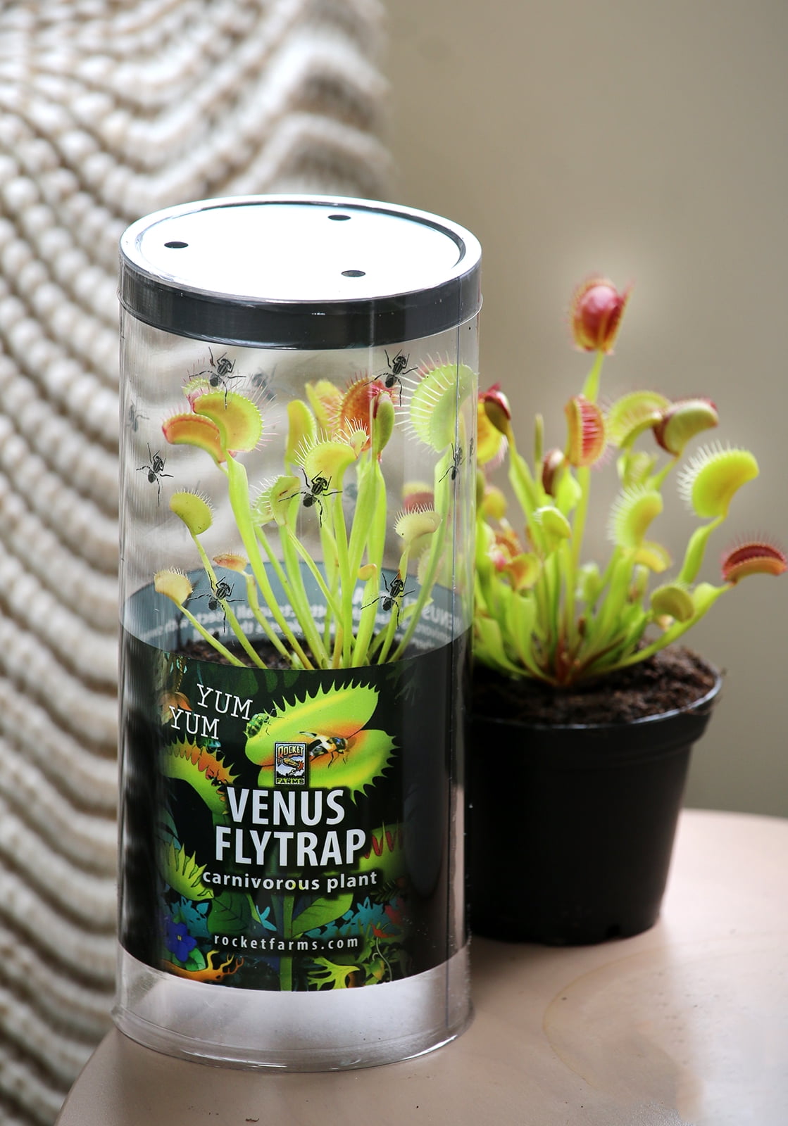 Live Venus Fly Traps for Sale (7oz)