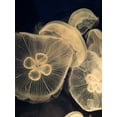 thumbnail image 2 of Vision Studio 25x32 Black Ornate Wood Framed with Double Matting Museum Art Print Titled - Graphic Jellyfish I, 2 of 4