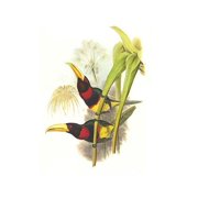 Brown mandibled Aracari-Fine Art Canvas Print 20 x 30