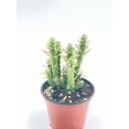 thumbnail image 5 of BubbleBlooms Austrocylindropuntia Subulata, Pink Eves Pin Needle Cactus, Opuntia Subulata cylindrica, 4-inch Pot., 5 of 8