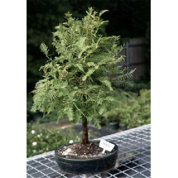 Bonsai Boy E1469 Redwood Bonsai Tree Metasequoia Glyptostroboides Large Walmart Com Walmart Com