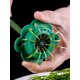 thumbnail image 5 of Ygjytge Separador Morning Glory Trituradora Cebolla Verde Cortador Chalote Utensilio, 5 of 9