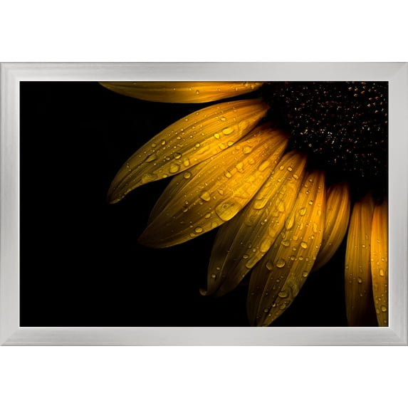 Sunflower Up Close - Lantern Press Photography (24x16 Giclee Art Print, Gallery Framed, Silver Wood)