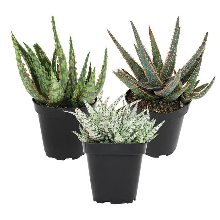 aloe vera feuchtigkeitsmaske Aloe Vera Feuchtigkeitsmaske