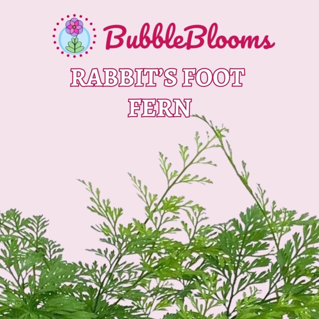BubbleBlooms Rabbit's Foot Fern, Davallia Canariensis Fejeensis, Furry Root - 4 Inch Pot - image 2 of 9