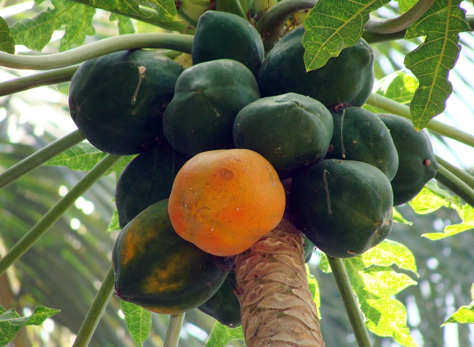 Food Papaya Karnataka Fruit Juicy India Dharwad-12 Inch By 18 Inch ...