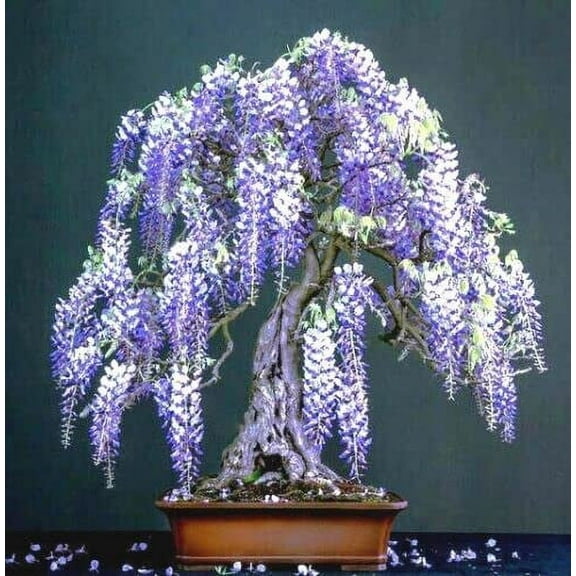 CZ Grain Purple Wisteria Bonsai Tree 10 Plant Seeds, Highly Prized Flowering Bonsai