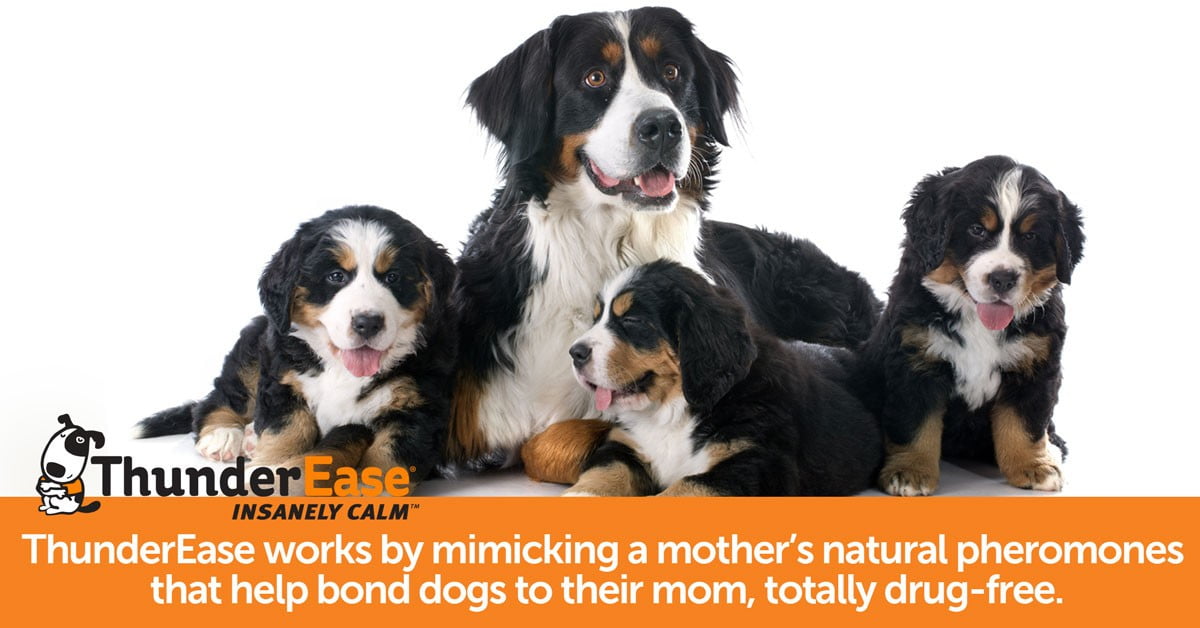 thunderease calming collar