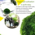4PCS Aquarium Moss Balls,Live Aquarium Plants Green Moss Decorative