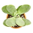 thumbnail image 4 of Crassula Cotyledonis Succulent (4" + Clay Pot), 4 of 4