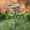 Ant Dark Green, variant on SAFAVIEH Ashlan Solid Rustic Outdoor Patio Bird Bath, Pearl White