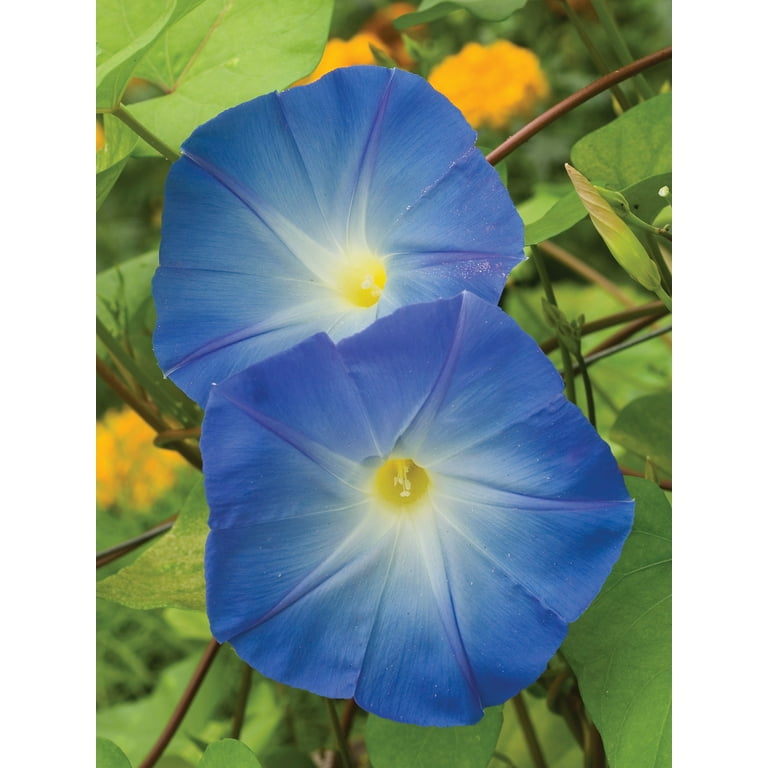 Burpee Heavenly Blue Morning Glory Heirloom Sky-Blue Trumpet