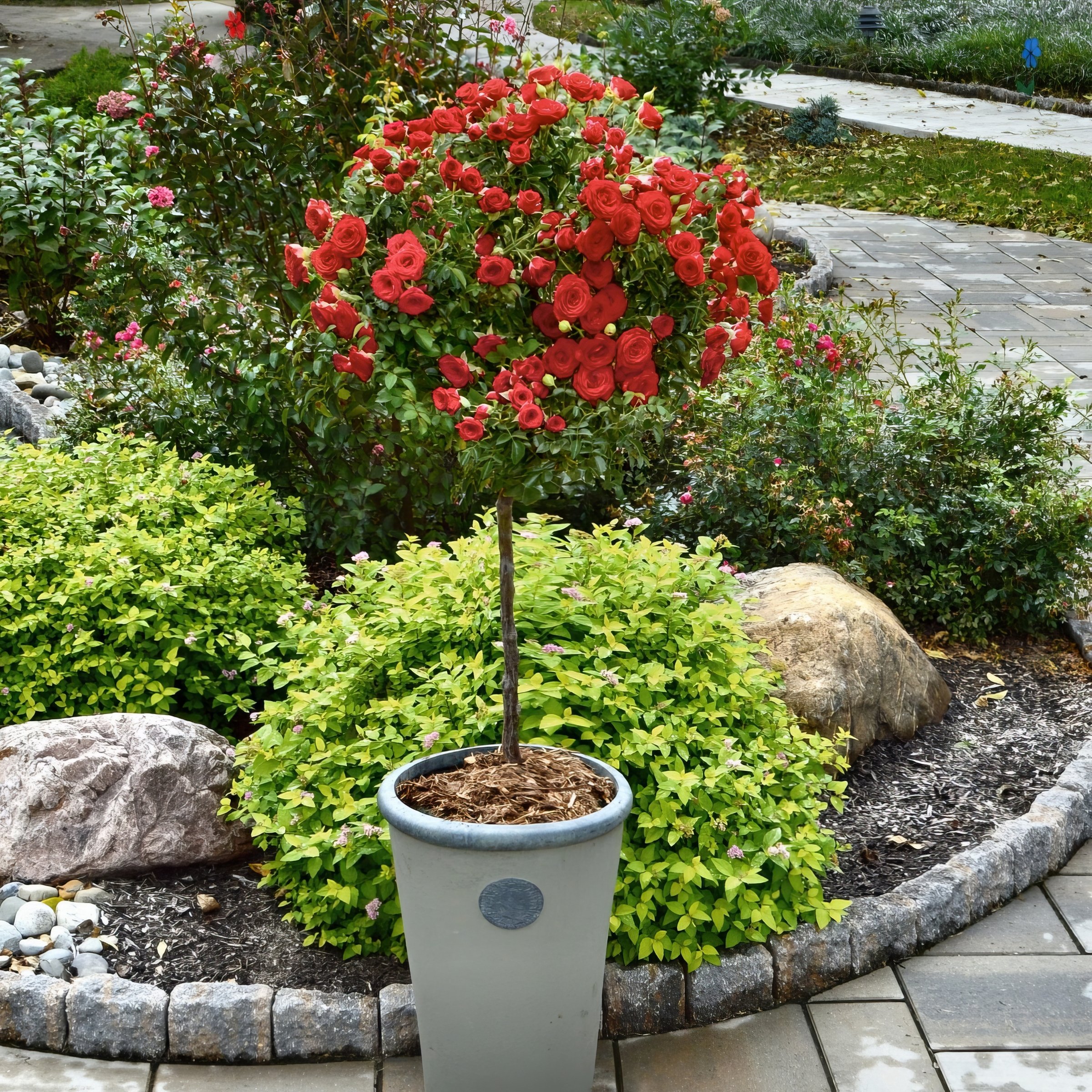 National Plant Network Bare Root Impatient Tree Rose
