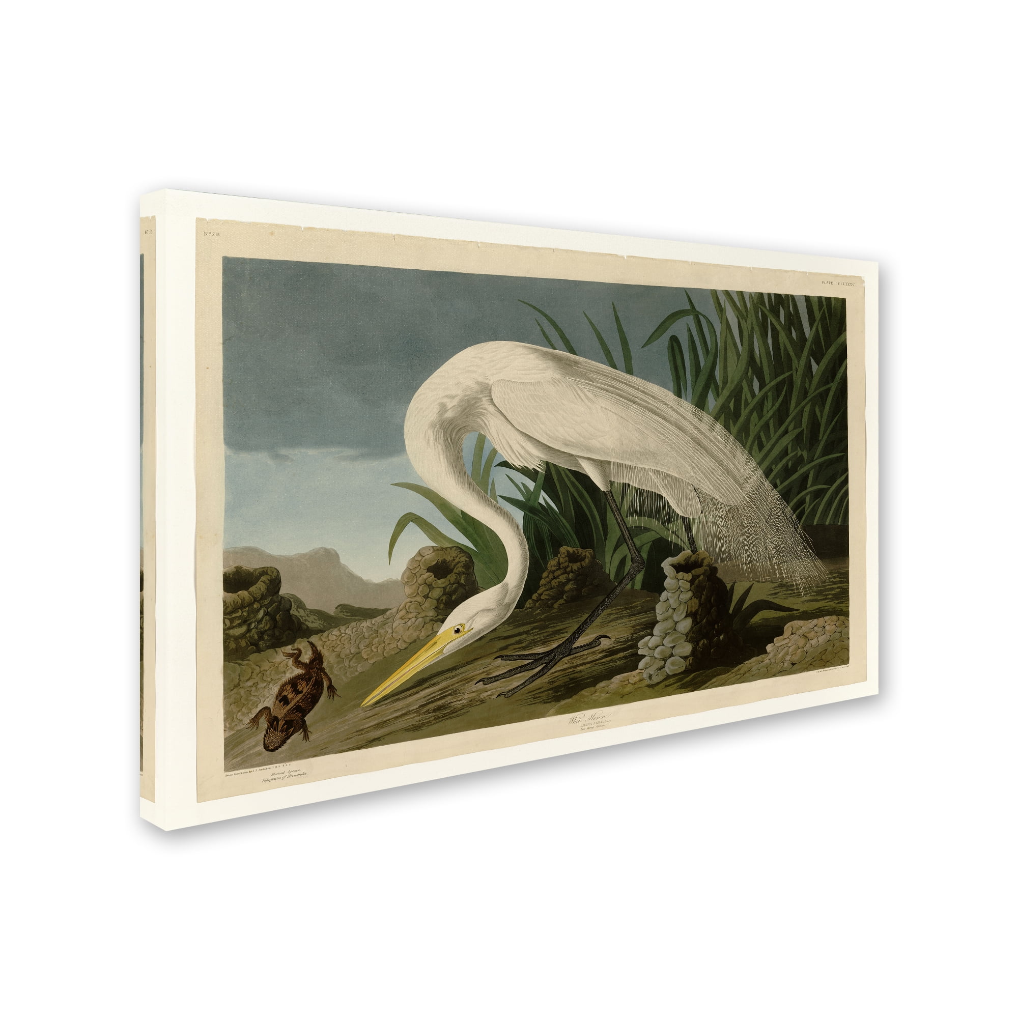 Trademark Fine Art 'White Heronplate 386' Canvas Art by Audubon