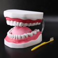 thumbnail image 2 of Modelo de dientes humanos Yuxing 6 veces con cepillo de dientes color rosa carne, 2 of 5