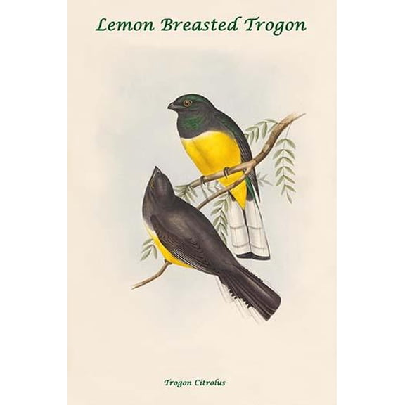 Trogon Citrolus - Lemon Breasted Trogon-Fine Art Canvas Print (20" x 30")