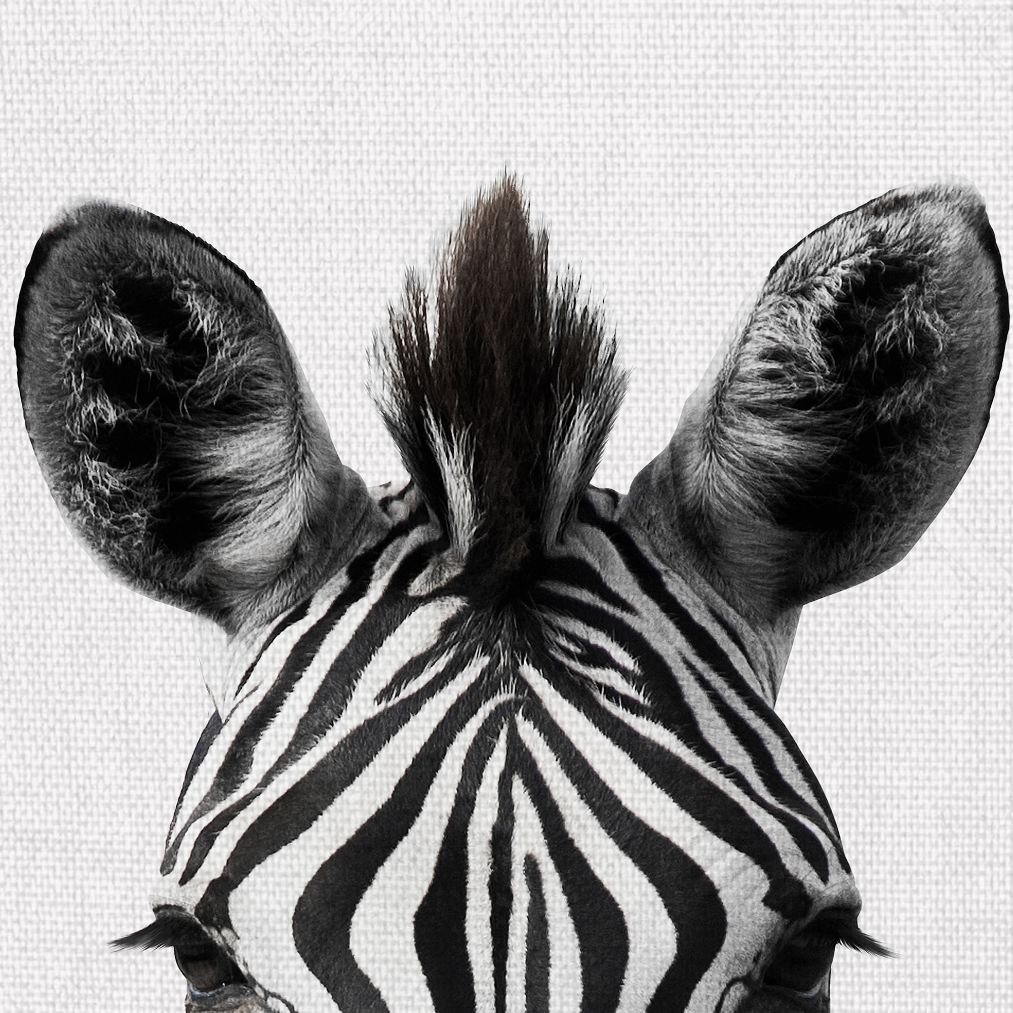 Masterpiece Art Gallery Peeking Zebra By Belle Maison Canvas Art Print 22" x 28"