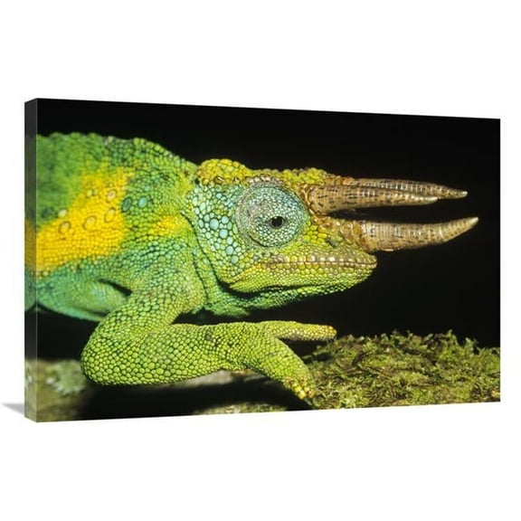 24 x 36 in. Jacksons Chameleon Male Portrait, East Africa Art Print - Konrad Wothe