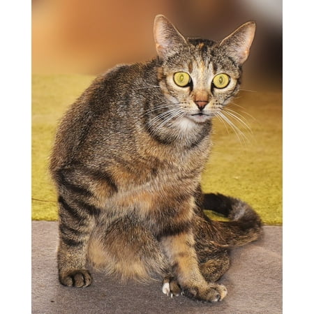 - LAMINATED POSTER Eyes Cat Domestic Cat Adidas Animal Yellow Eyes Poster 24x16 Adhesive Decal