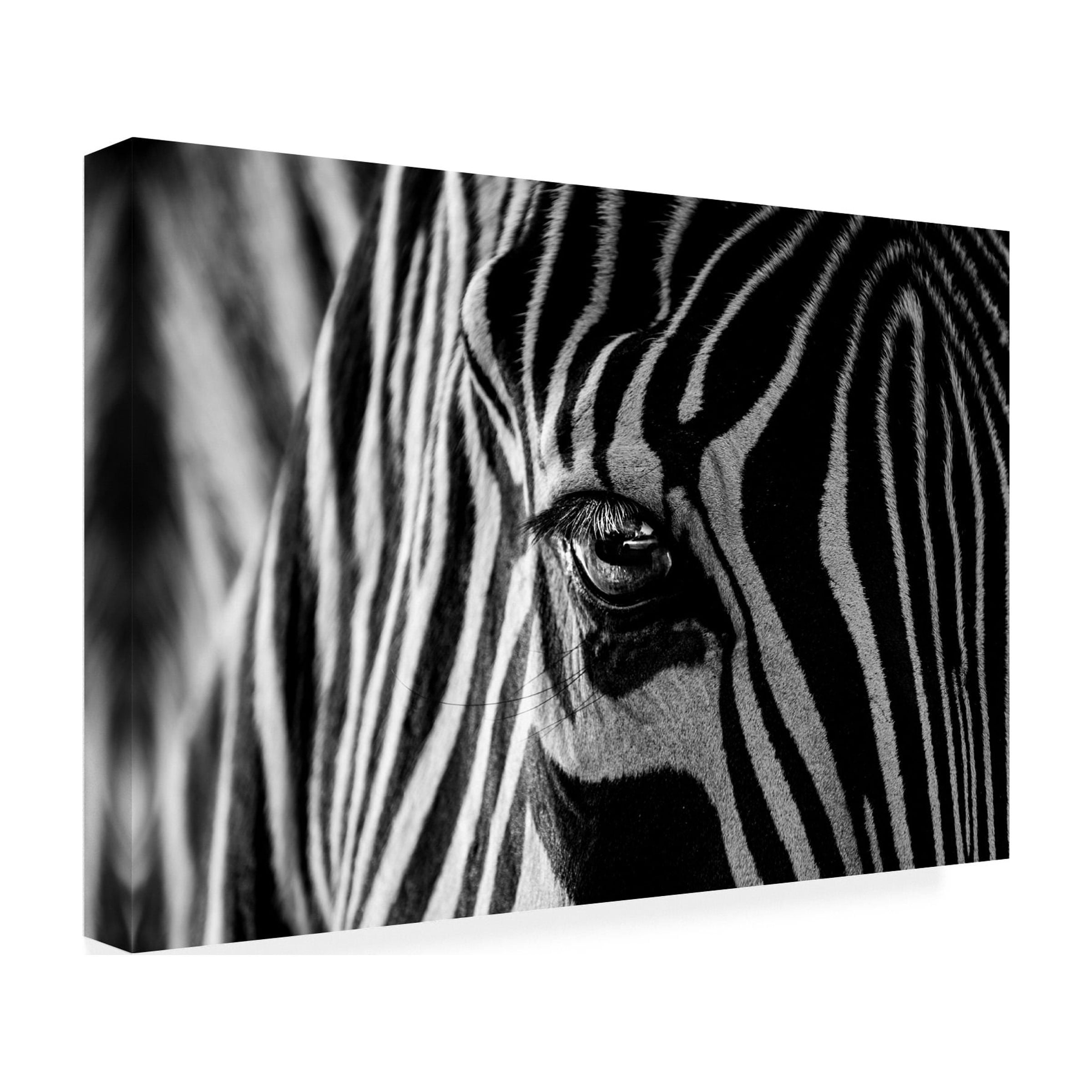 Trademark Fine Art Roy Darnell Abstract Zebra Canvas Wall Art