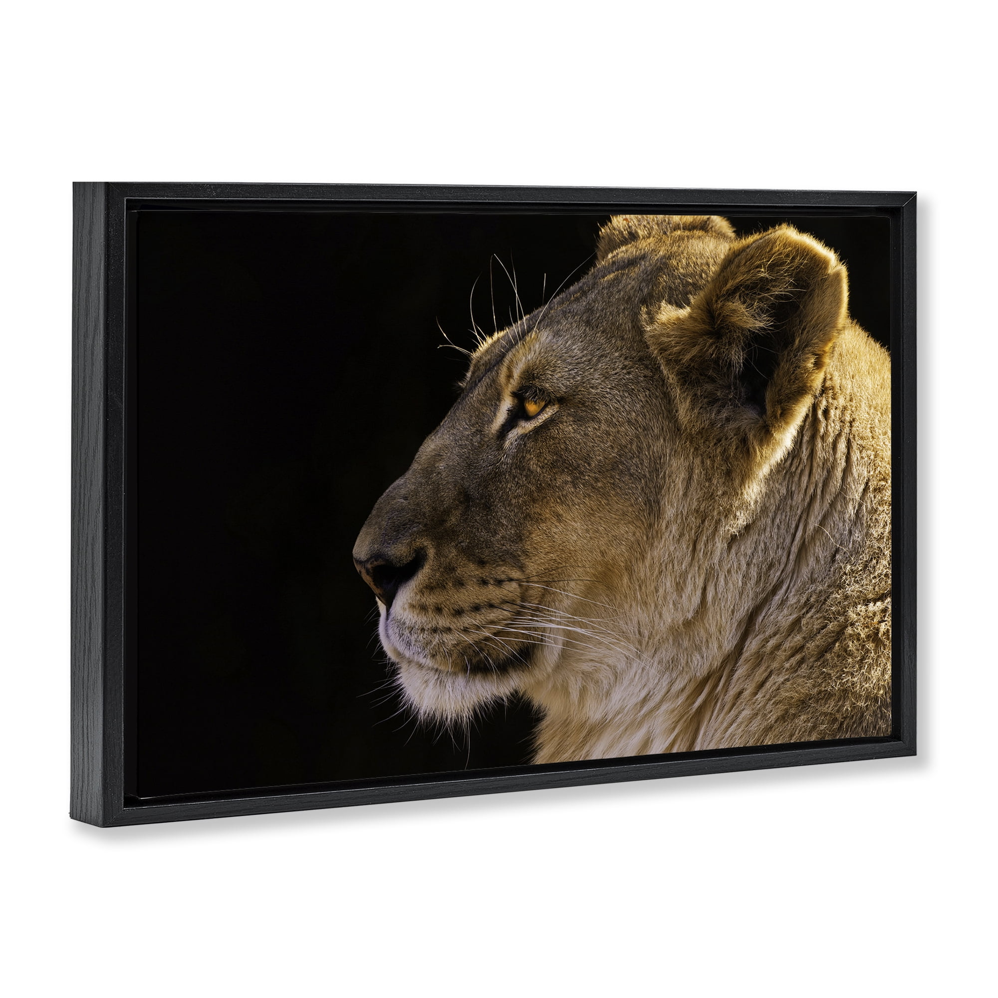 Stupell Industries Fierce Lion Looking Left Animals Photography Black Floater Framed Canvas Art Print Wall Art, 31 x 21