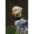 thumbnail image 2 of Jones, Adam 17x24 White Modern Wood Framed Museum Art Print Titled - Southern screamer or Crested screamer-native to Peru-Bolivia-Paraguay, 2 of 4