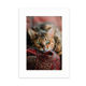 thumbnail image 1 of Animal ojo verde gato fotografía Marco de Fotos de escritorio imagen Blanco Pintura arte 5x7 pulgadas, 1 of 4