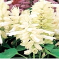 thumbnail image 6 of 420 Salvia splendens Seeds Scarlet Sage Lamiaceae Mixing Color Dwarf Flower Native, 6 of 11
