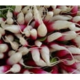 thumbnail image 4 of 750 FRENCH BREAKFAST RADISH Raphanus Sativus Vegetable Seeds, 4 of 4
