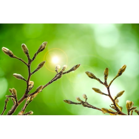 Willow Border - Canvas Print Flower Border Branch Easter Willow Soft Season Stretched Canvas 10 x 14