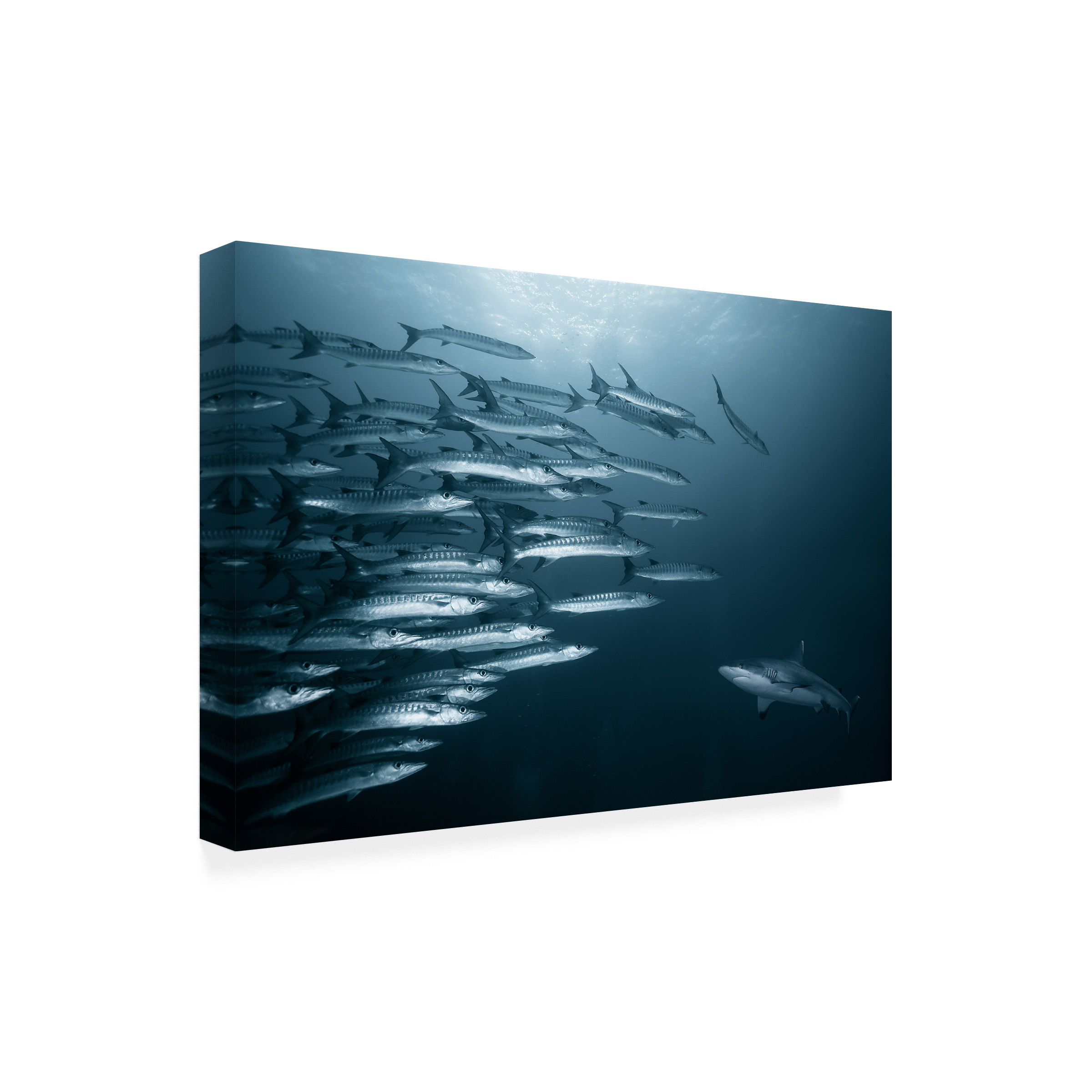 Andrey Narchuk 'Oppositin' Canvas Art