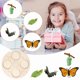 thumbnail image 2 of Ciclo De Vida De Una Mariposa En Fase De Crecimiento. Juguete Educativo Sobre El Ciclo De Crecimiento De Las Plantas Para Niños En Edad Escolar., 2 of 3